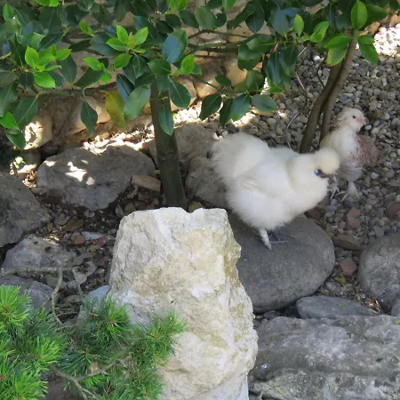 Bed and Breakfast Les Buis De